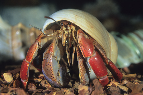 picture of Miami Dolphins Hermit Crab Sml                                                                       Coenobita clypeatus