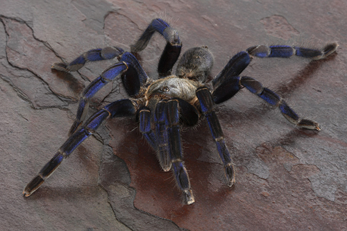 picture of Cobalt Blue Birdeater Tarantula Med                                                                  Haplopelma lividum