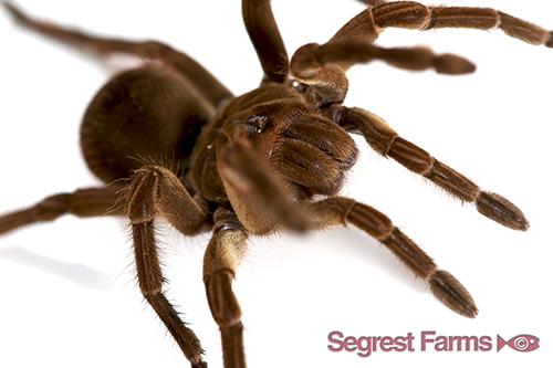 picture of Goliath Bird Eating Tarantula Sml                                                                    Theraphosa blondi