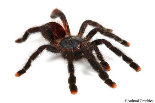 picture of Pink Toe Tarantula Guyana Sml                                                                        Avicularia avicularia