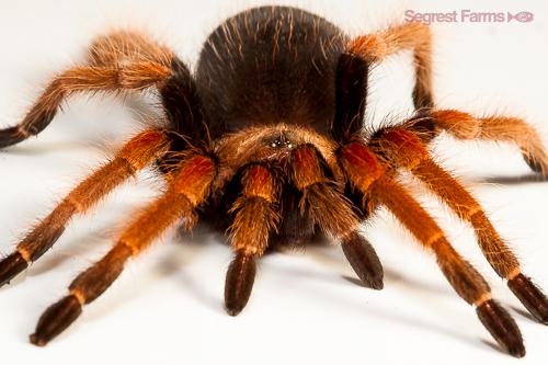 picture of Mexican Fire Leg Tarantula Sml                                                                       Brachypelma boehmei