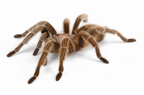 picture of Rosehair Tarantula Med                                                                               Grammostola rosea