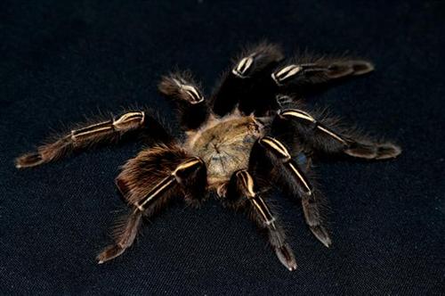 picture of Skeleton Tarantula Med                                                                               Ephebopus murinus