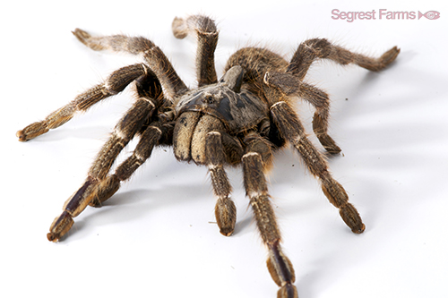 picture of Horned Baboon Tarantula Med                                                                          Ceratogyrus marshalli