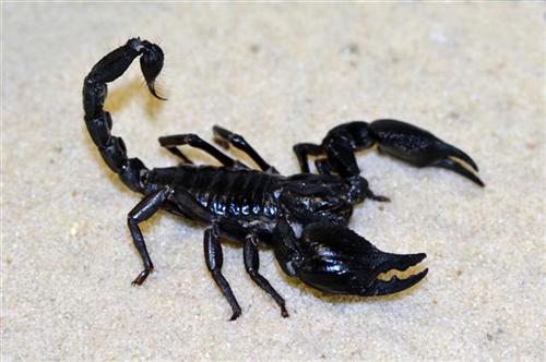 Asian Scorpion 37