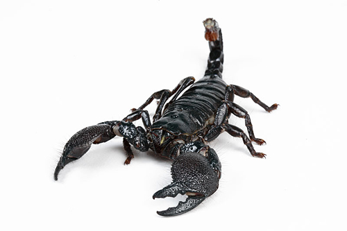 picture of Emperor Scorpion Sml                                                                                 Pandinus imperator