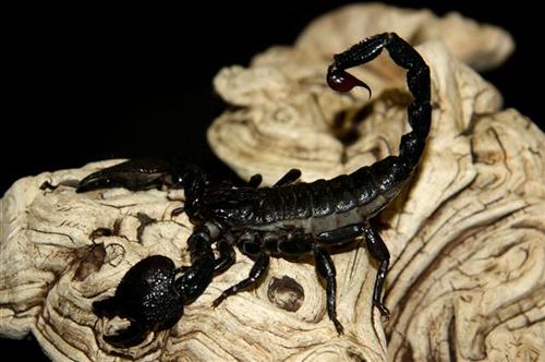 picture of Emperor Scorpion Med                                                                                 Pandinus imperator