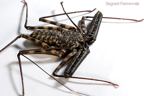 picture of Tanzanian Tailless Whip Scorpion Med                                                                 Damon variegatus