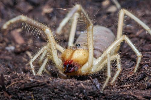 picture of Camel Spider Med                                                                                     Solifugae sp.