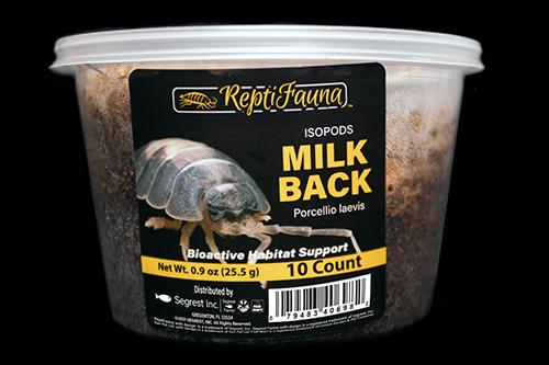 picture of ReptiFauna™ Milkback Isopod 10 Count                                                                 Porcellio laevis