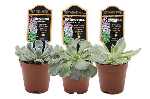 picture of ReptiFauna™ Assorted Echeveria - Desert 2