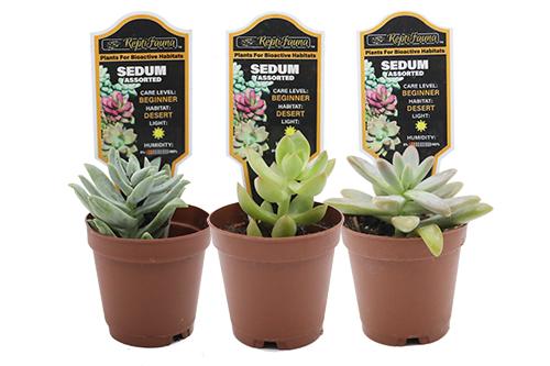 picture of ReptiFauna™ Assorted Sedum - Desert 2