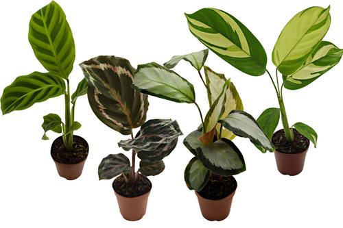 picture of ReptiFauna™ Assorted Calathea - Tropical 2