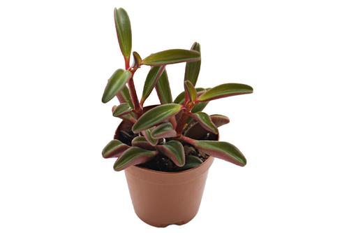 picture of ReptiFauna™ Ruby Peperomia - Tropical 2