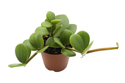 picture of ReptiFauna™ Hope Peperomia - Tropical 2