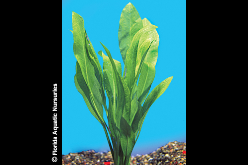 picture of Amazon Sword Potted Xlg                                                                              Echinodorus bleheri