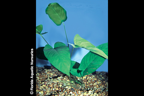 picture of Assorted Anubias Potted Reg                                                                          Anubias spp.