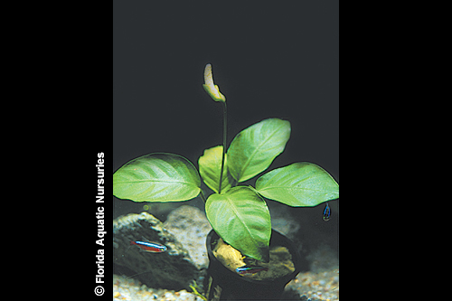 picture of Anubias Nana Potted Reg                                                                              Anubias barteri var. nana