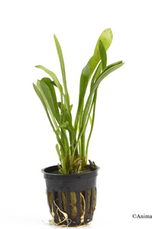 picture of Dwarf Sagittaria Potted Reg                                                                          Sagittaria subulata