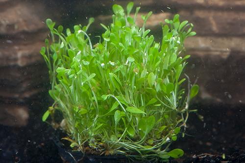 picture of Glossostigma Potted Reg                                                                              Glossostigma elatinoides