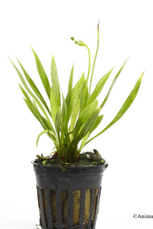 picture of Narrowleaf Chain Sword Potted Reg                                                                    Helanthium tenellum