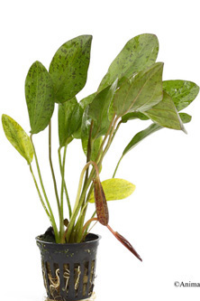 picture of Ozelot Sword Potted Reg                                                                              Echinodorus sp. 'Ozelot'