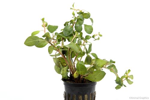 picture of Broadleaf Ludwigia Potted Reg                                                                        Ludwigia repens