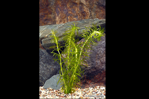 picture of Anacharis Najas Plant Bunched Reg                                                                    Egeria najas