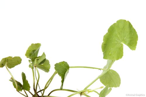 picture of Brazilian Pennywort Plant Bunched Lrg                                                                Hydrocotyle leucocephala