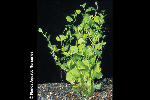 picture of Cardamine Plant Bunched Reg                                                                          Cardamine lyrata