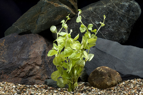 picture of Green Lloydiella Plant Bunched Reg                                                                   Lysimachia nummularia