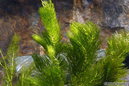 picture of Hornwort Plant Bunched Reg                                                                           Ceratophyllum demersum