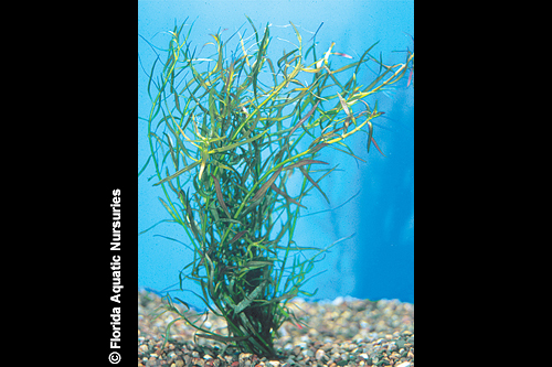 picture of Ludwigia Ovalis Plant Bunched Reg                                                                    Ludwigia ovalis