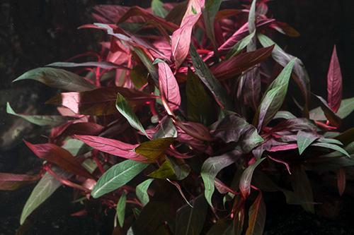 picture of Ludwigia Peruensis Plant Bunched Reg                                                                 Ludgwigia peruensis