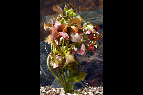 picture of Narrow Leaf Ludwigia Plant Bunched Reg                                                               Ludwigia palustris