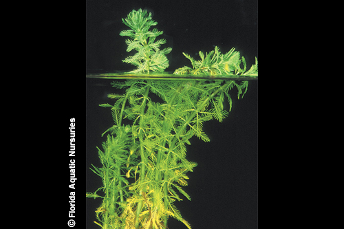 picture of Parrot's Feather Plant Bunched Reg                                                                   Myriophyllum aquaticum