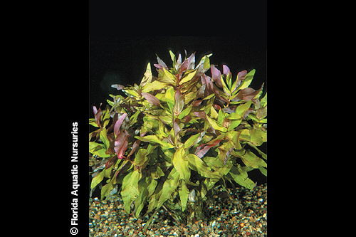 picture of Rotala Macrandra Plant Bunched Reg                                                                   Rotala macrandra