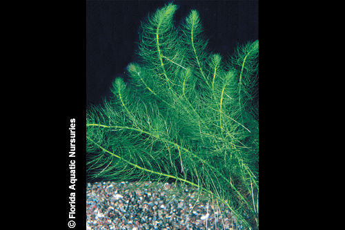 picture of Green Myrio Pinnatum Plant Bunched Lrg                                                               Myriophyllum pinnatum