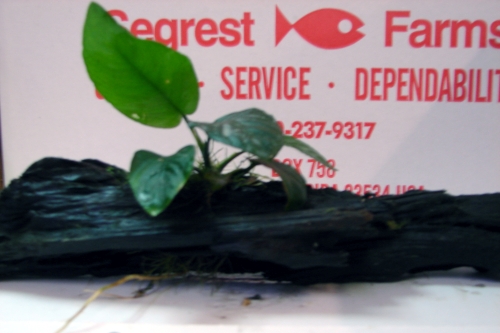 picture of Anubias Barteri Plant On Driftwood                                                                   Anubias barteri