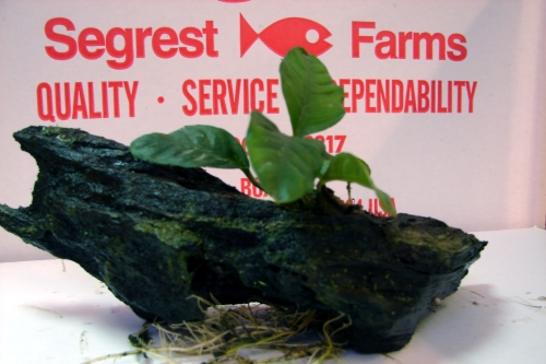 picture of Anubias Coffeefolia Plant On Driftwood                                                               Anubias barteri var. coffeefolia