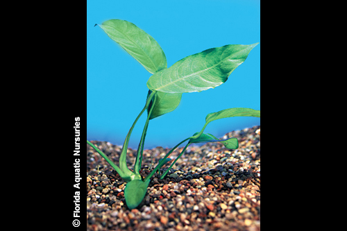 picture of Anubias Frazeri Plant Reg                                                                            Anubias sp. 'Frazeri'