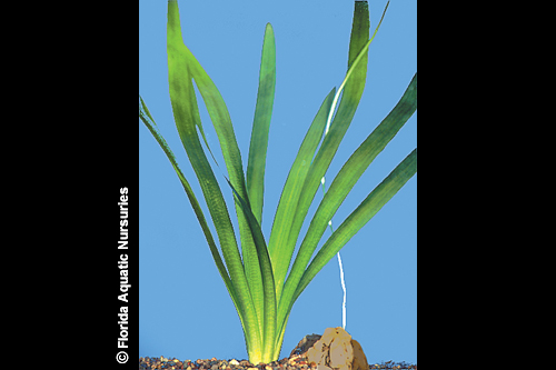 picture of Chilensis Broad Leaf Sagittaria Plant Reg                                                            Sagittaria platyphylla