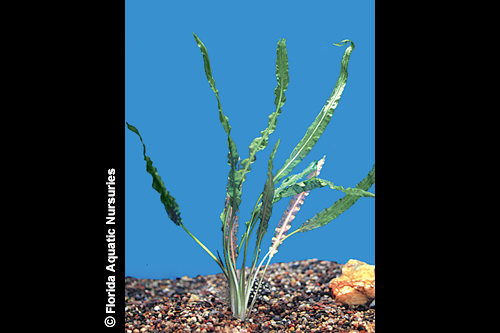 picture of Cryptocoryne Balansae Plant Med                                                                      Cryptocoryne crispatula