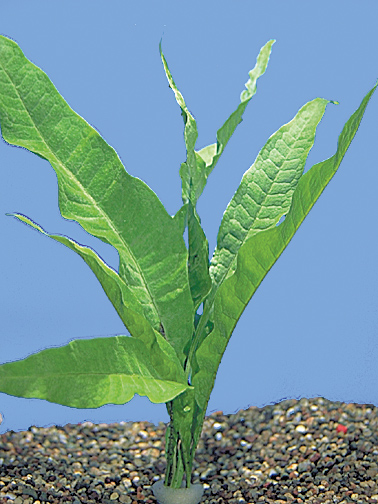 picture of Java Fern Plant Xlg                                                                                  Microsorum pteropus