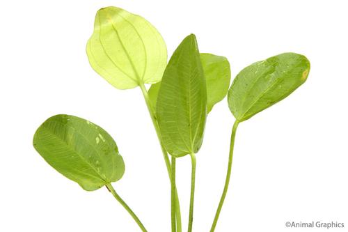 picture of Radican Sword Plant Med                                                                              Echinodorus cordifolius