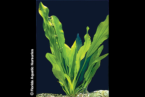 picture of Ruffle Sword Plant Med                                                                               Echinodorus martii