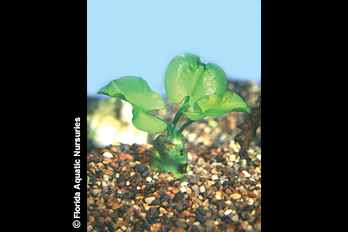 picture of Round Spatterdock Plant Reg                                                                          Nuphar lutea