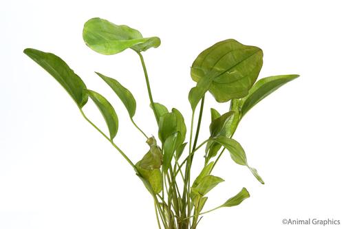 picture of Kleiner Bar Sword Plant Reg                                                                          Echinodorus sp. 'Kleiner Bar'