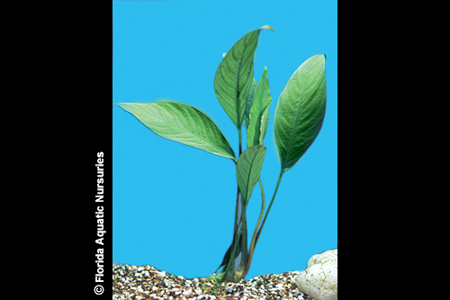 picture of Anubias Congensis Plant Med                                                                          Anubias congensis