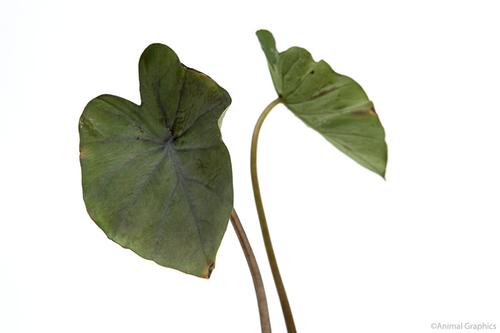 picture of Black Magic Taro Potted Reg                                                                          Colocasia esculenta 'Black Magic'